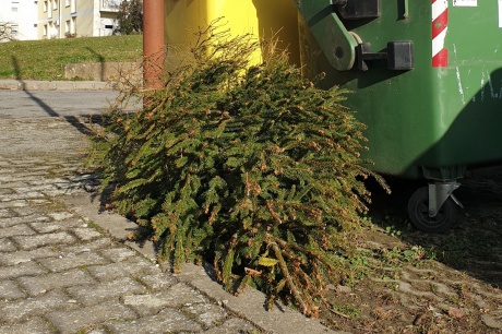 Odvoz isluženih božićnih drvaca