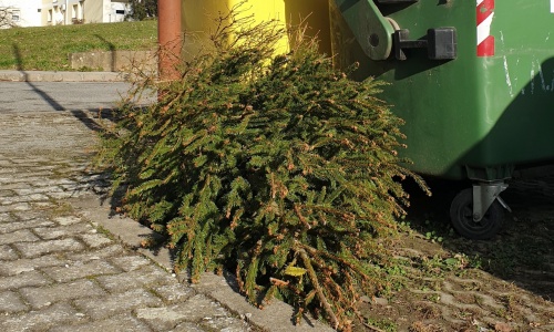 Odvoz isluženih božićnih drvaca